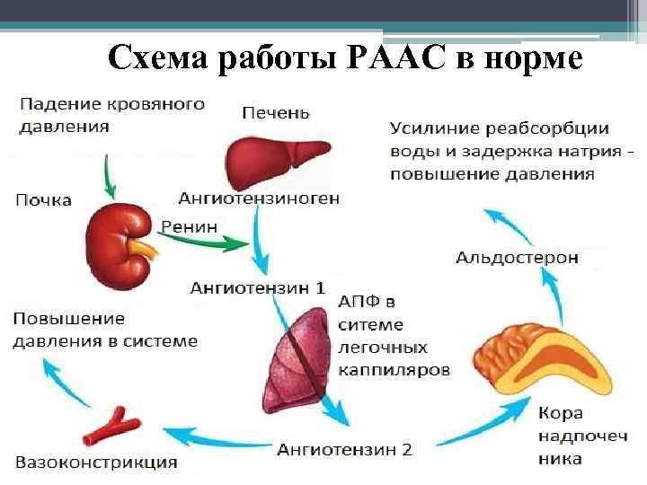 Схема работы РААС в норме 