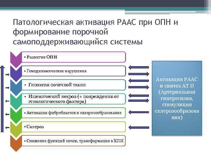 Патологическая активация РААС при ОПН и формирование порочной самоподдерживающийся системы • Развитие ОПН •