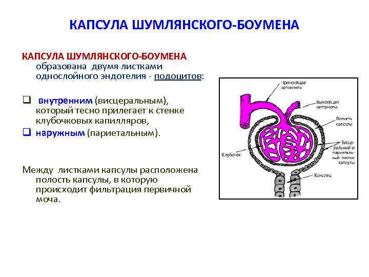 КАПСУЛА ШУМЛЯНСКОГО-БОУМЕНА образована двумя листками однослойного эндотелия - подоцитов: q внутренним (висцеральным), который тесно