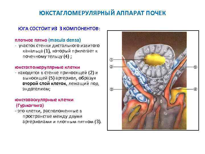 ЮКСТАГЛОМЕРУЛЯРНЫЙ АППАРАТ ПОЧЕК ЮГА СОСТОИТ ИЗ 3 КОМПОНЕНТОВ: плотное пятно (macula densa) - участок