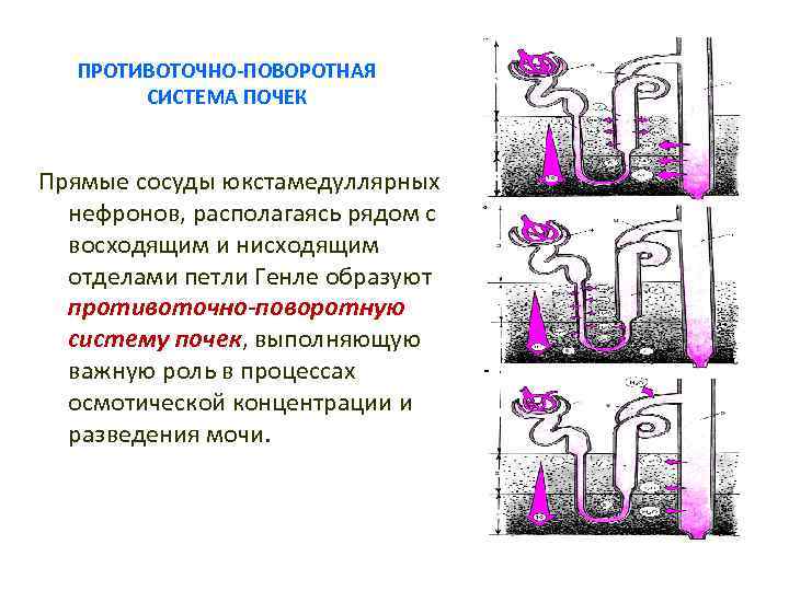 ПРОТИВОТОЧНО-ПОВОРОТНАЯ СИСТЕМА ПОЧЕК Прямые сосуды юкстамедуллярных нефронов, располагаясь рядом с восходящим и нисходящим отделами