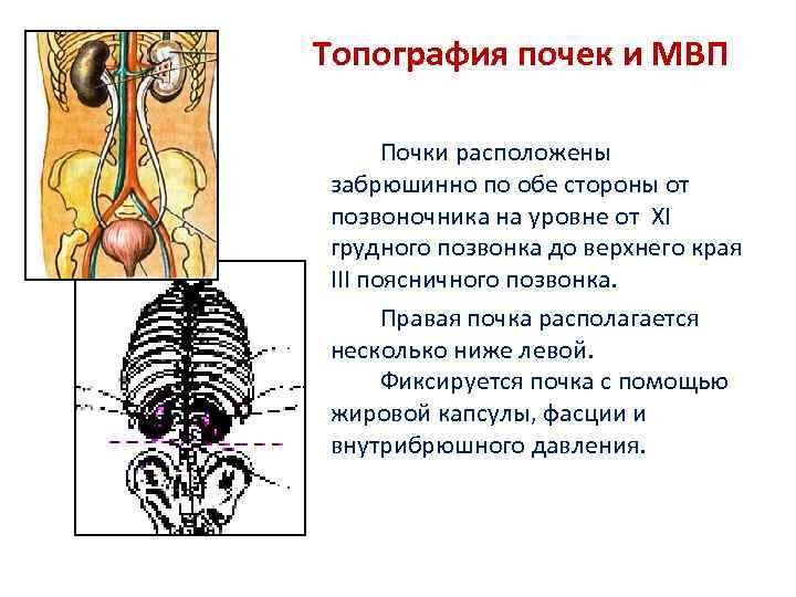 Топография почек и МВП Почки расположены забрюшинно по обе стороны от позвоночника на уровне
