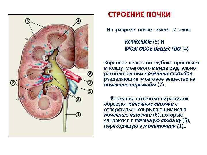 СТРОЕНИЕ ПОЧКИ На разрезе почки имеет 2 слоя: КОРКОВОЕ (5) И МОЗГОВОЕ ВЕЩЕСТВО (4)