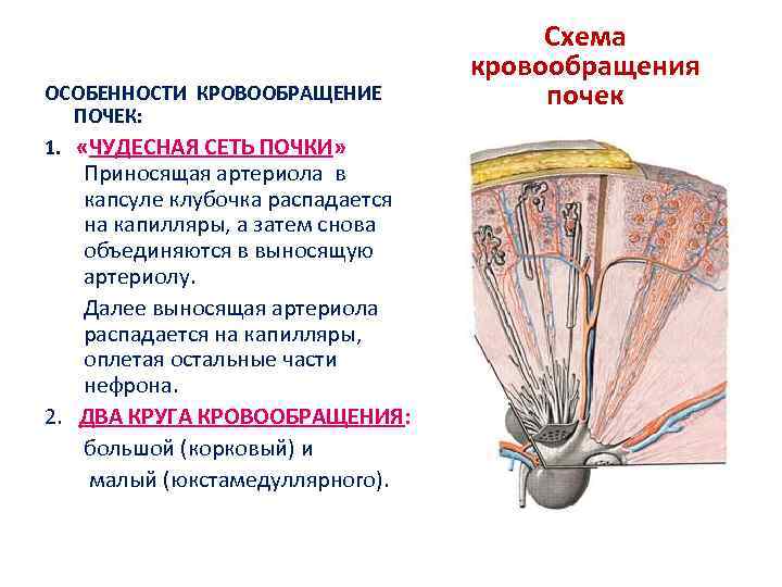 ОСОБЕННОСТИ КРОВООБРАЩЕНИЕ ПОЧЕК: 1. «ЧУДЕСНАЯ СЕТЬ ПОЧКИ» Приносящая артериола в капсуле клубочка распадается на