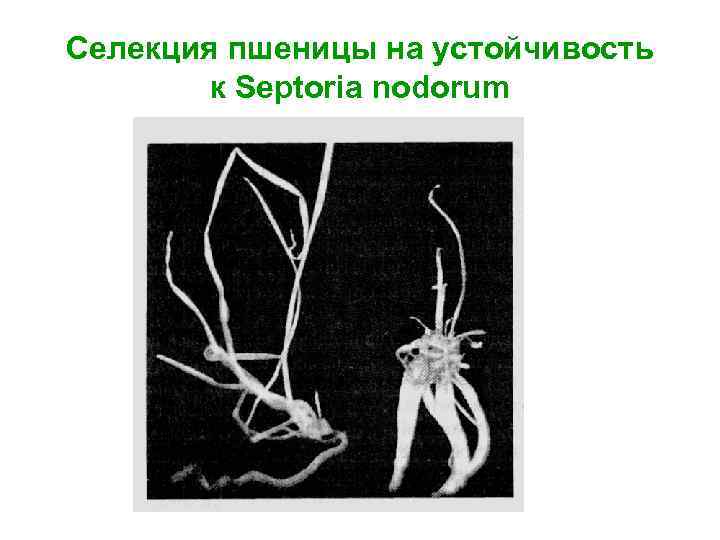 Селекция пшеницы на устойчивость к Septoria nodorum 