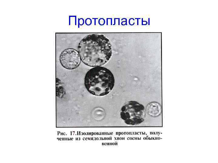 Протопласты 