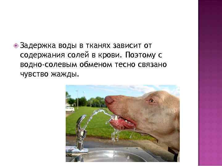  Задержка воды в тканях зависит от содержания солей в крови. Поэтому с водно-солевым