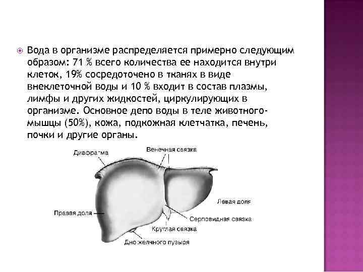  Вода в организме распределяется примерно следующим образом: 71 % всего количества ее находится