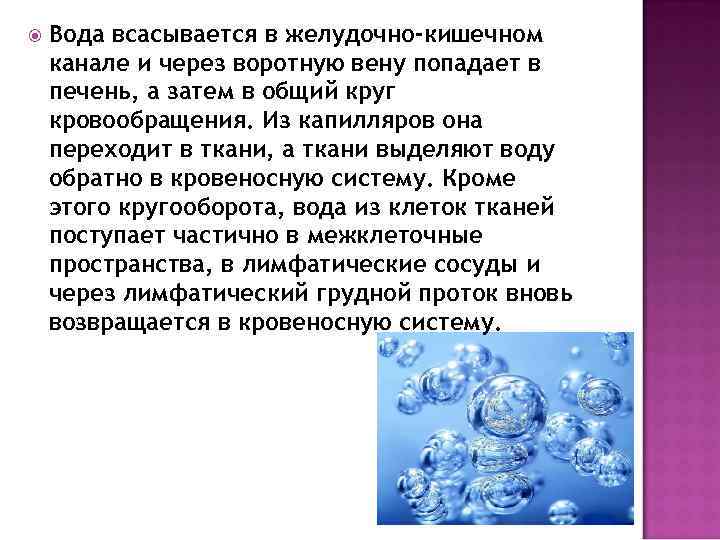  Вода всасывается в желудочно-кишечном канале и через воротную вену попадает в печень, а