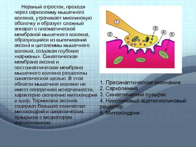 Нервный отросток, проходя через сарколемму мышечного волокна, утрачивает миелиновую оболочку и образует сложный аппарат