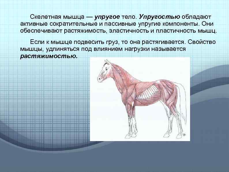Скелетная мышца — упругое тело. Упругостью обладают активные сократительные и пассивные упругие компоненты. Они