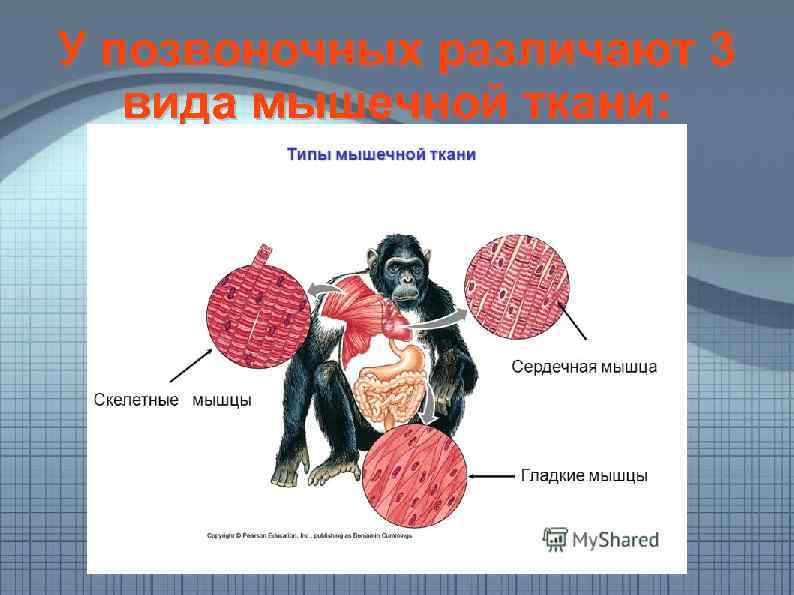 У позвоночных различают 3 вида мышечной ткани: 