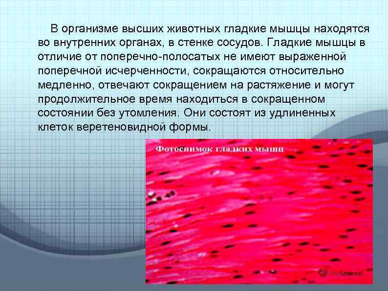 В организме высших животных гладкие мышцы находятся во внутренних органах, в стенке сосудов. Гладкие