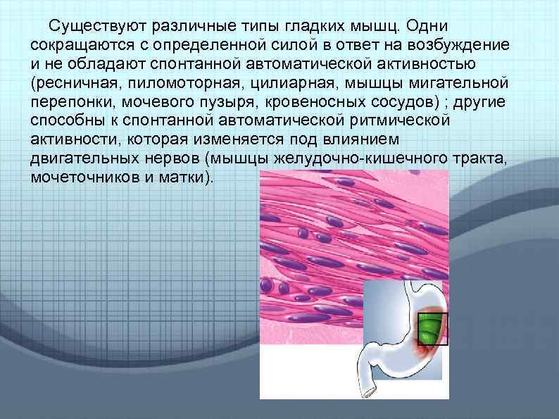 Ответ на возбуждение. Гладкие мышцы сокращаются под влиянием. Гладкие мышцы желудка сокращаются. Гладкие мышцы желудка сокращаются под влиянием соматической нервной. Гладкие мышцы желудка сокращаются под влиянием системы.