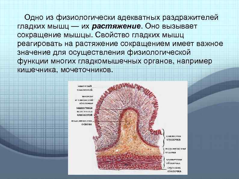 Одно из физиологически адекватных раздражителей гладких мышц — их растяжение. Оно вызывает сокращение мышцы.