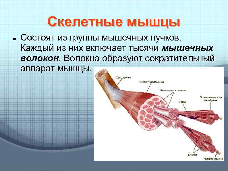 Строение скелетной мышцы. Строение скелетной мышцы вид сбоку. Секретные мышцы состоят из. Мышечное волокно состоит. Скелетная мускулатура состоит из.