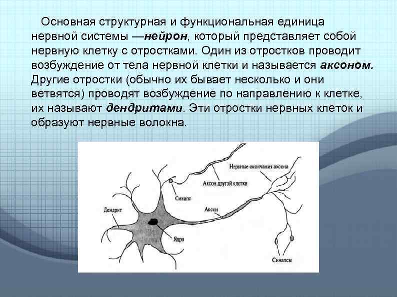 Короткий и сильно ветвится. Основная структурная и функциональная единица нервной системы. Нейрон единица нервной системы. Функциональная единица нервной ткани. Нейрон структурная единица нервной системы.