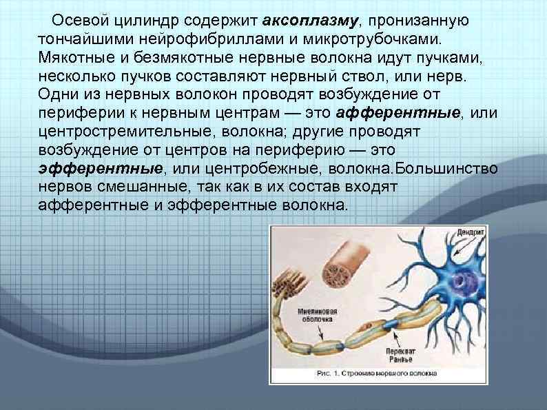 Осевой цилиндр содержит аксоплазму, пронизанную тончайшими нейрофибриллами и микротрубочками. Мякотные и безмякотные нервные волокна