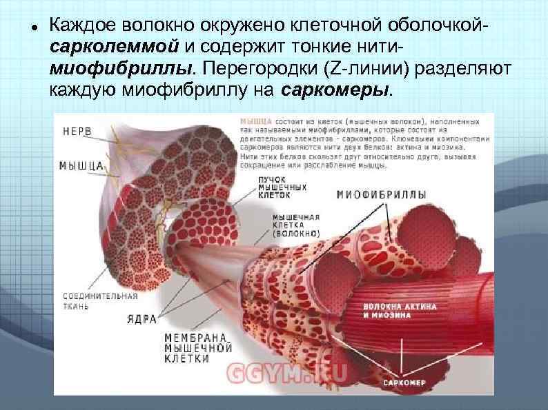  Каждое волокно окружено клеточной оболочкой сарколеммой и содержит тонкие нити миофибриллы. Перегородки (Z