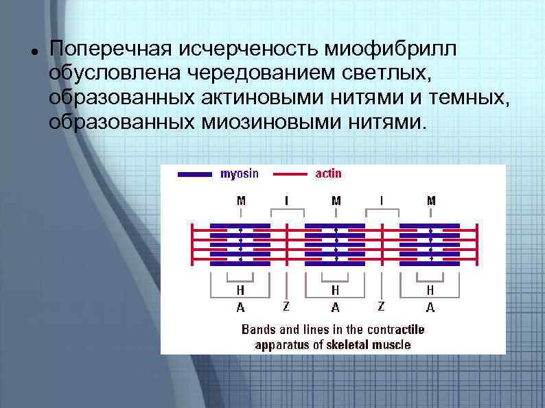  Поперечная исчерченость миофибрилл обусловлена чередованием светлых, образованных актиновыми нитями и темных, образованных миозиновыми