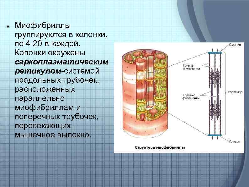  Миофибриллы группируются в колонки, по 4 20 в каждой. Колонки окружены саркоплазматическим ретикулом