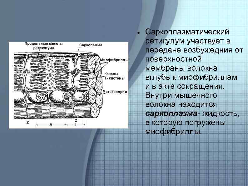 Гладкий саркоплазматический ретикулум исчерченных мышц обеспечивает. Саркоплазматический ретикулум мышечного волокна. Саркоплазма ретикулум. Саркоплазматический ретикулум строение. Саркоплазматический ретикулум и т трубочки.