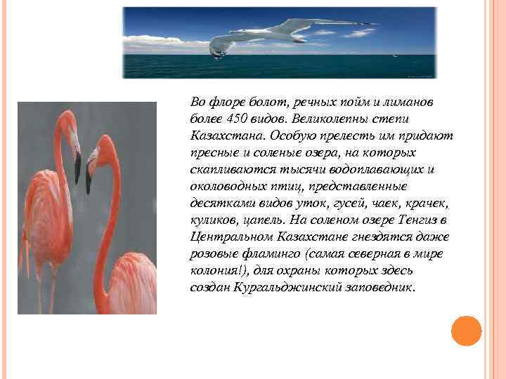 Во флоре болот, речных пойм и лиманов более 450 видов. Великолепны степи Казахстана. Особую