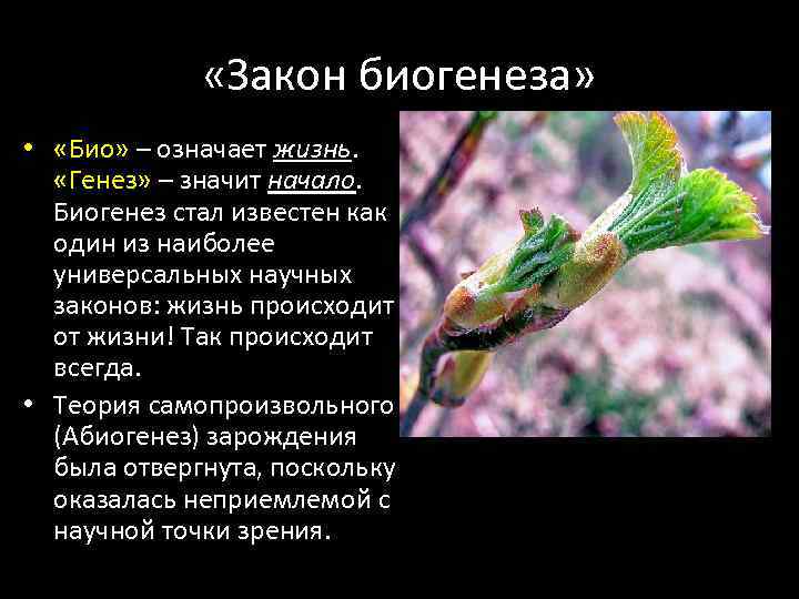  «Закон биогенеза» • «Био» – означает жизнь. «Генез» – значит начало. Биогенез стал