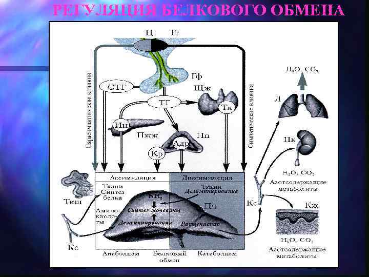 РЕГУЛЯЦИЯ БЕЛКОВОГО ОБМЕНА 