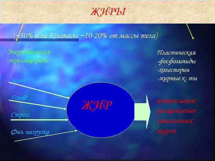 ЖИРЫ (~50% всей Е; запасы ~10 -20% от массы тела) Энергетическая -триглицериды Пластическая -фосфолипиды