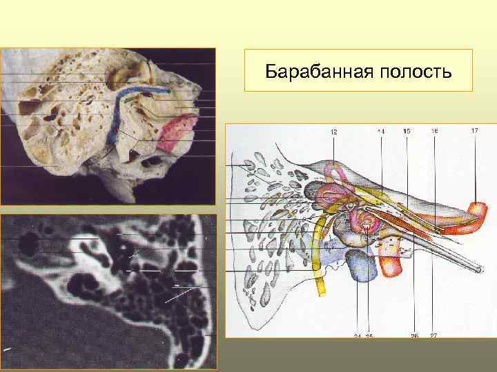 Схема барабанной полости