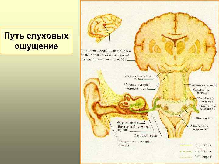 Слуховые ощущения. Путь слуховых ощущений. Возникновение слуховых ощущений. Механизм возникновения слуховых ощущений. Схема возникновения слуховых ощущений.