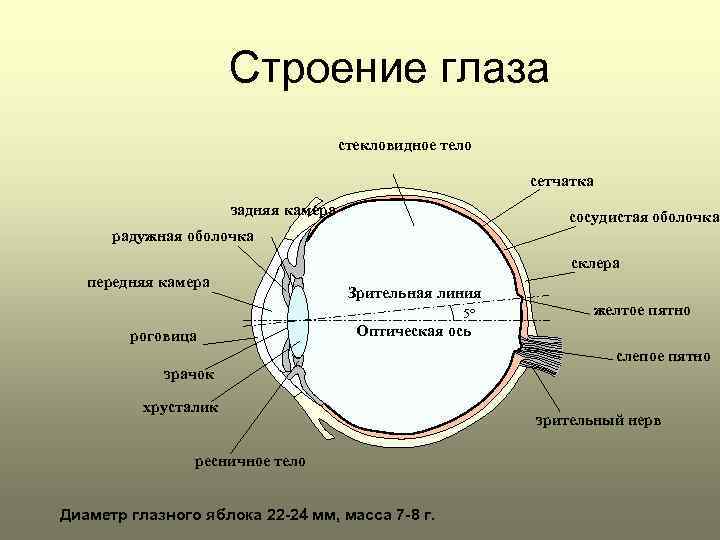 Оболочки глаза органы чувств