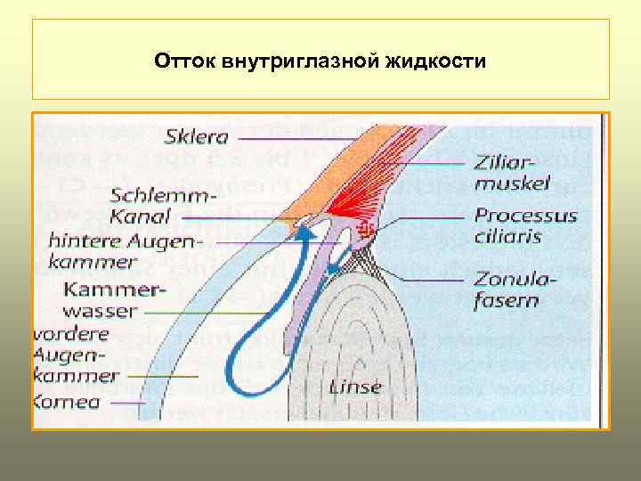 Схема оттока внутриглазной жидкости