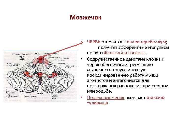 Ядра мозжечка схема