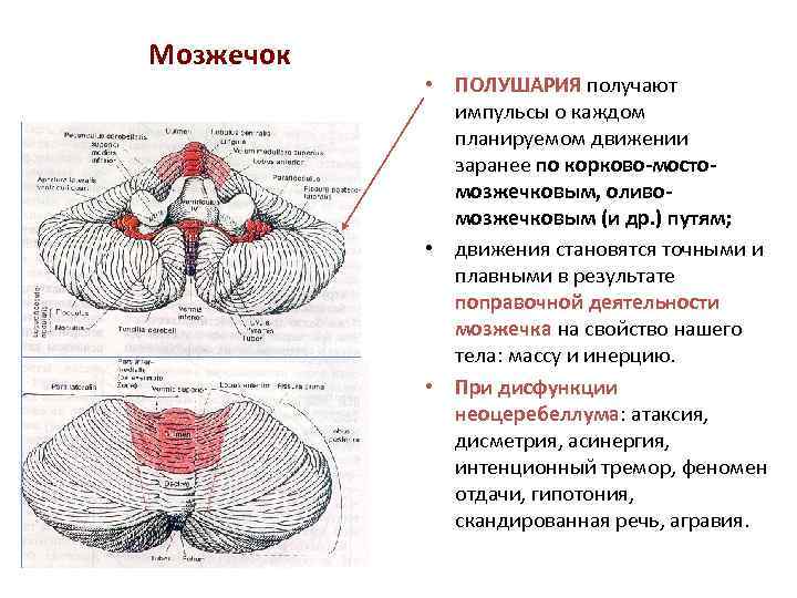 Мозжечок на схеме