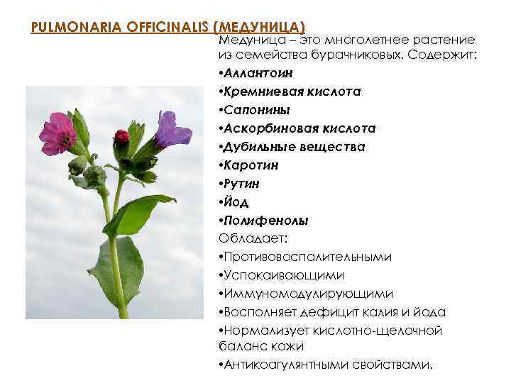 PULMONARIA OFFICINALIS (МЕДУНИЦА) Медуница – это многолетнее растение из семейства бурачниковых. Содержит: • Аллантоин