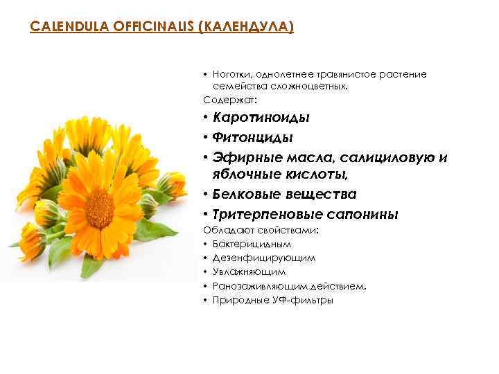 CALENDULA OFFICINALIS (КАЛЕНДУЛА) • Ноготки, однолетнее травянистое растение семейства сложноцветных. Содержат: • Каротиноиды •