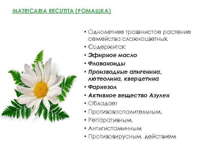 MATRICARIA RECUTITA (РОМАШКА) • Однолетнее травянистое растение семейства сложноцветных. • Содержится: • Эфирное масло