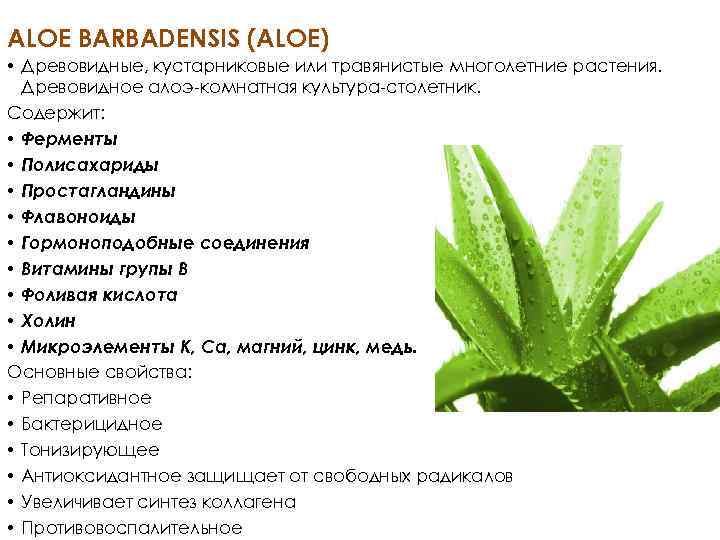 ALOE BARBADENSIS (ALOE) • Древовидные, кустарниковые или травянистые многолетние растения. Древовидное алоэ-комнатная культура-столетник. Содержит: