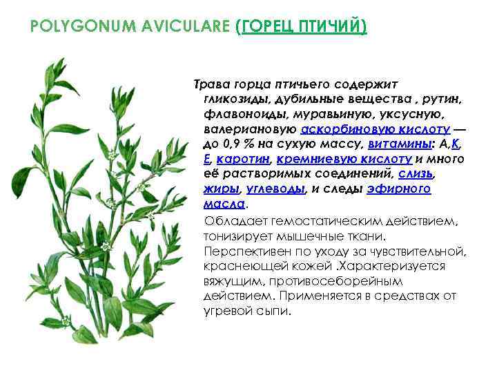 POLYGONUM AVICULARE (ГОРЕЦ ПТИЧИЙ) Трава горца птичьего содержит гликозиды, дубильные вещества , рутин, флавоноиды,