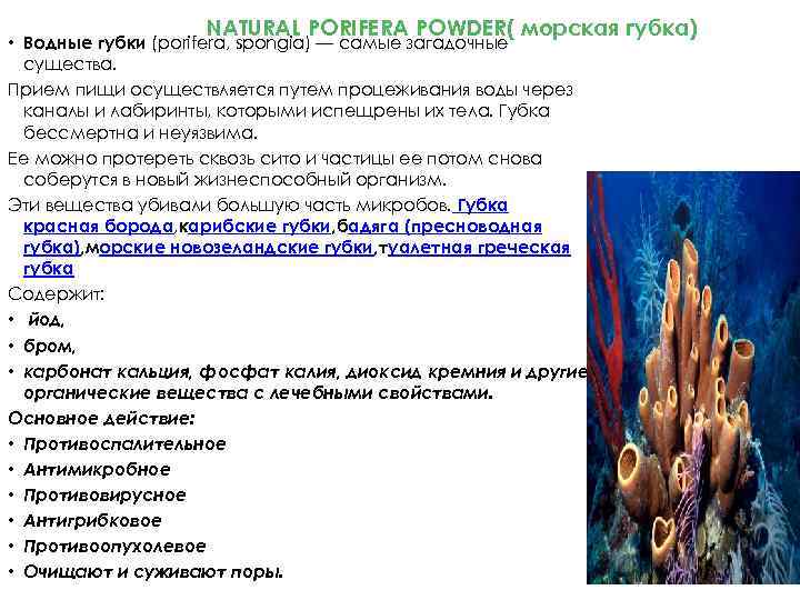 NATURAL PORIFERA POWDER( морская губка) • Водные губки (porifera, spongia) — самые загадочные существа.