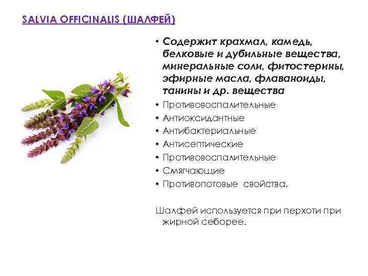 SALVIA OFFICINALIS (ШАЛФЕЙ) • Содержит крахмал, камедь, белковые и дубильные вещества, минеральные соли, фитостерины,