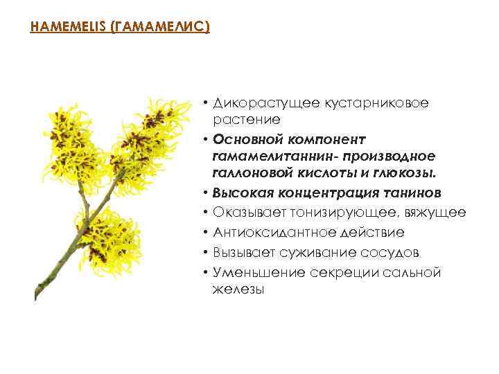 HAMEMELIS (ГАМАМЕЛИС) • Дикорастущее кустарниковое растение • Основной компонент гамамелитаннин- производное галлоновой кислоты и