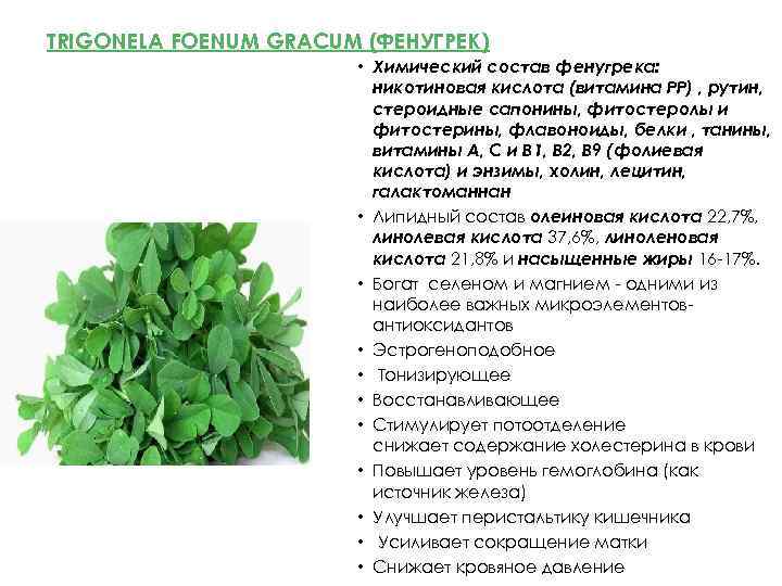 TRIGONELA FOENUM GRACUM (ФЕНУГРЕК) • Химический состав фенугрека: никотиновая кислота (витамина РР) , рутин,