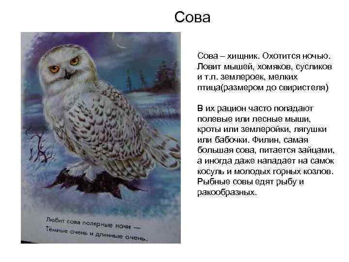Сова – хищник. Охотится ночью. Ловит мышей, хомяков, сусликов и т. п. землероек, мелких