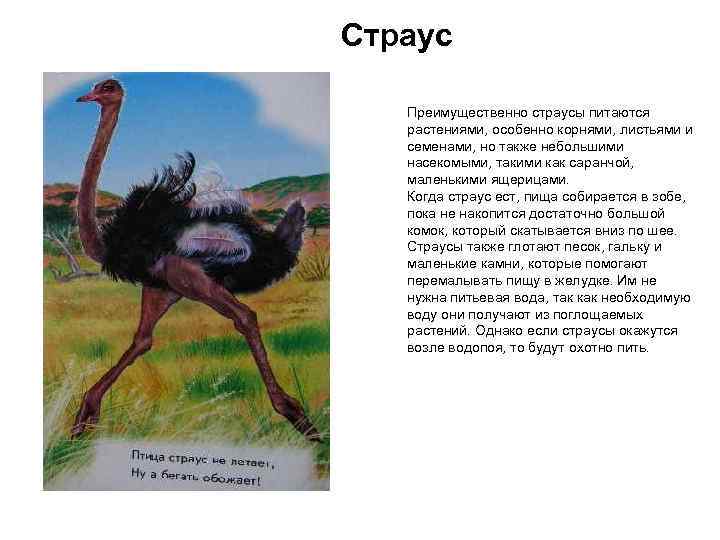 Страус Преимущественно страусы питаются растениями, особенно корнями, листьями и семенами, но также небольшими насекомыми,