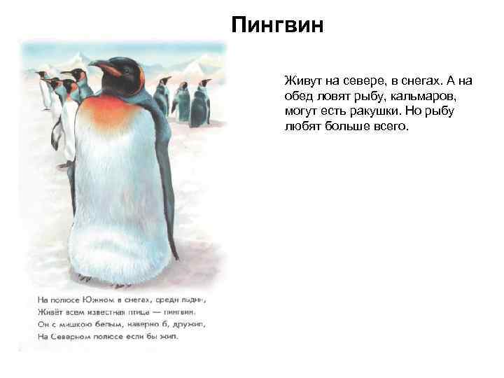 Пингвин Живут на севере, в снегах. А на обед ловят рыбу, кальмаров, могут есть