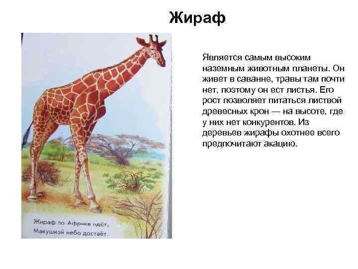 Жираф Является самым высоким наземным животным планеты. Он живет в саванне, травы там почти