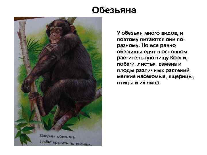 Обезьяна У обезьян много видов, и поэтому питаются они поразному. Но все равно обезьяны